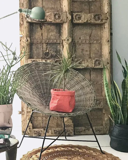Paper Bag Coral